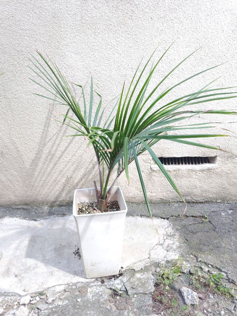 シアッツ　Rhopalostylis sapida　ニカウヤシ