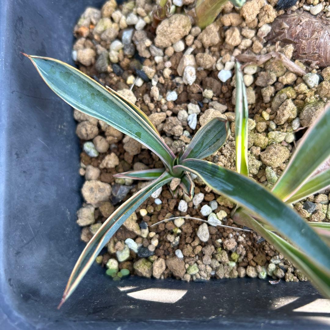 ホリダ　黄中斑　希少　ホリダ錦　アガベ　多肉植物