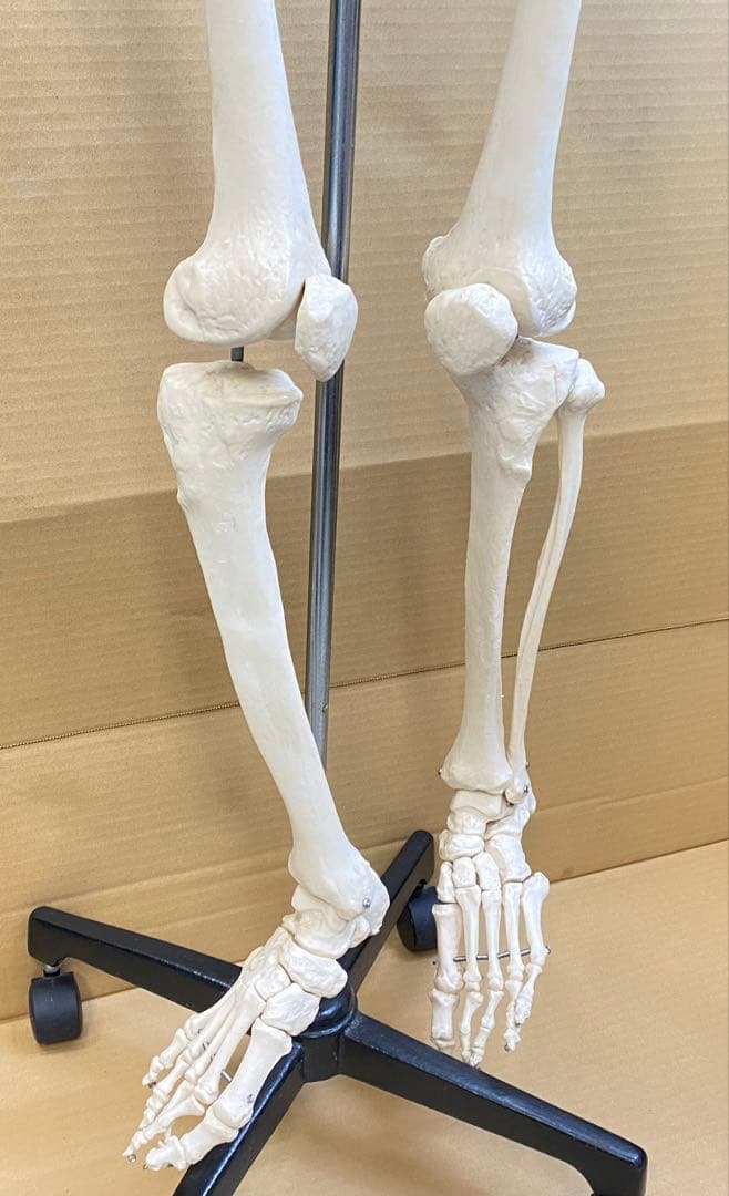 人体骨格模型 約176ｃｍ 土台含 キャスター付き