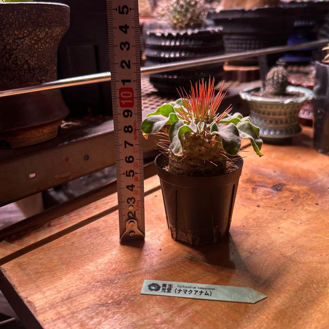 ナマクアナム　実生