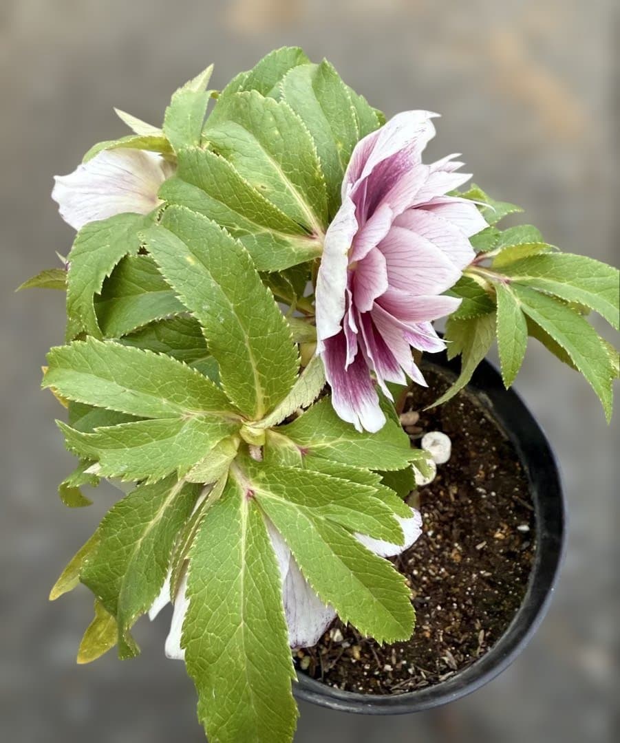 ★極上！札付き！★レッドホワイトゴールドぼかし★ソレイユ★クリスマスローズ開花株