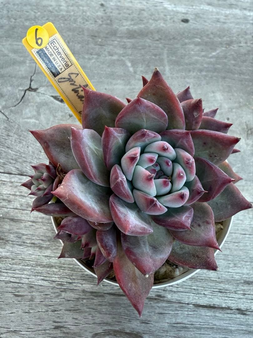 6 希少　SAMリンゼアナNo.6 カリフォルニア輸入　多肉植物