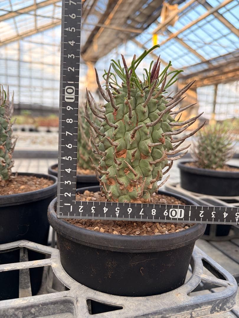 Euphorbia schoenlandii 現地株