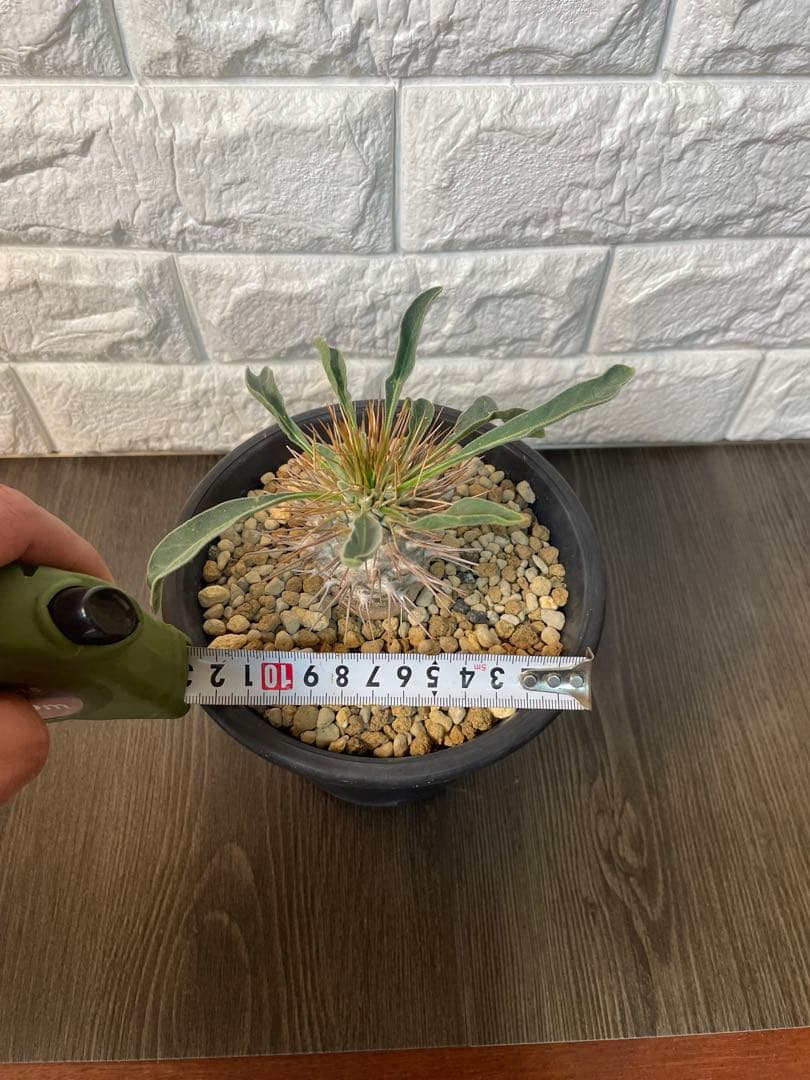 パキポディウムナマクアナム　塊根植物 約10cm 黒鉢　新芽どんどんでてます！