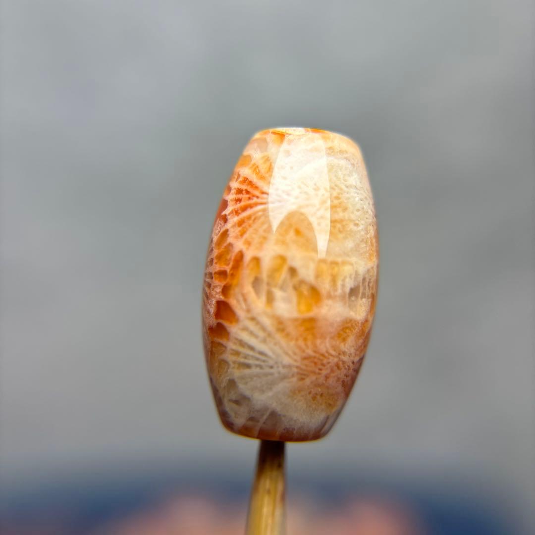 もんちゃんフォッシルコーラル　天珠　1-288