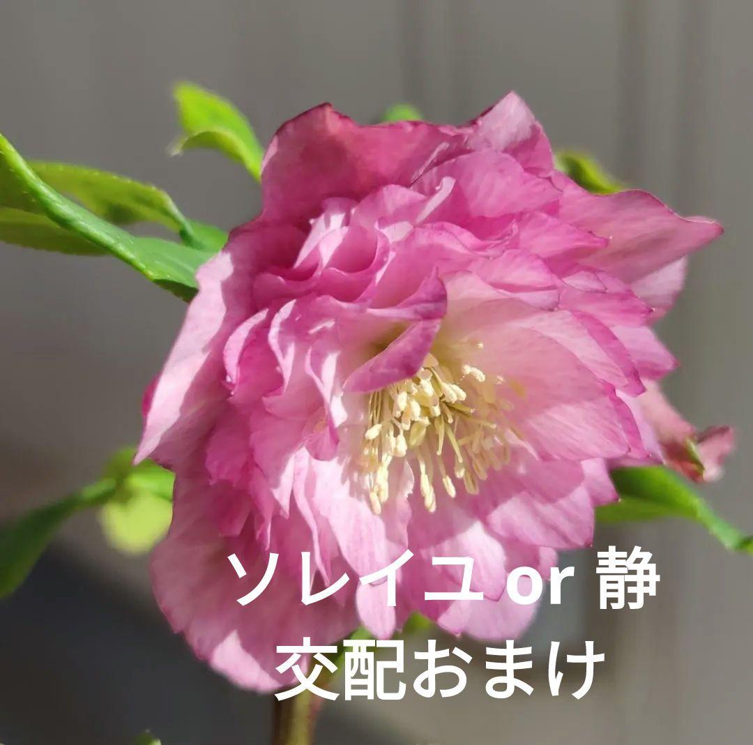 クリスマスローズ　多弁ピンクグラデーション　おまけ交配