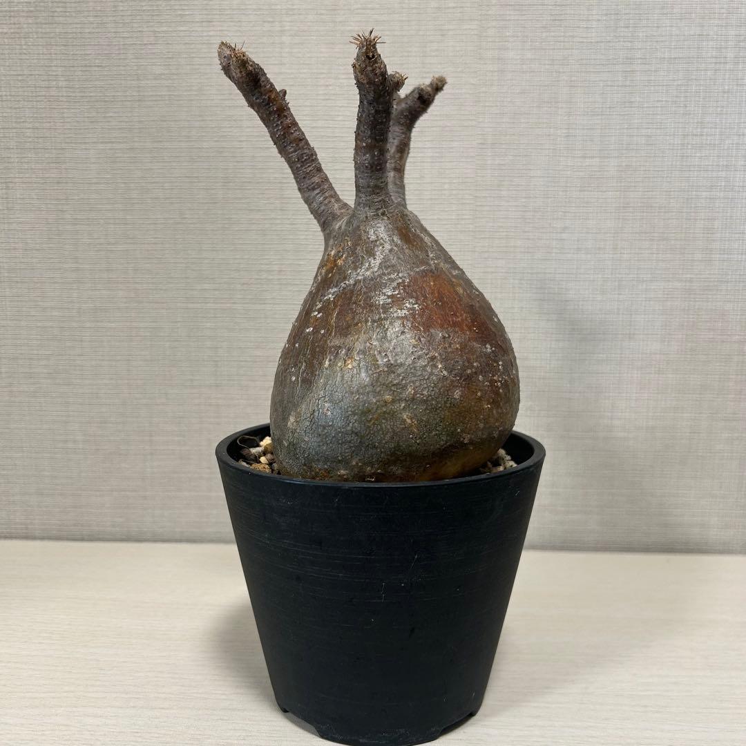 パキポディウム・グラキリス⑦ 発根済み　現地球