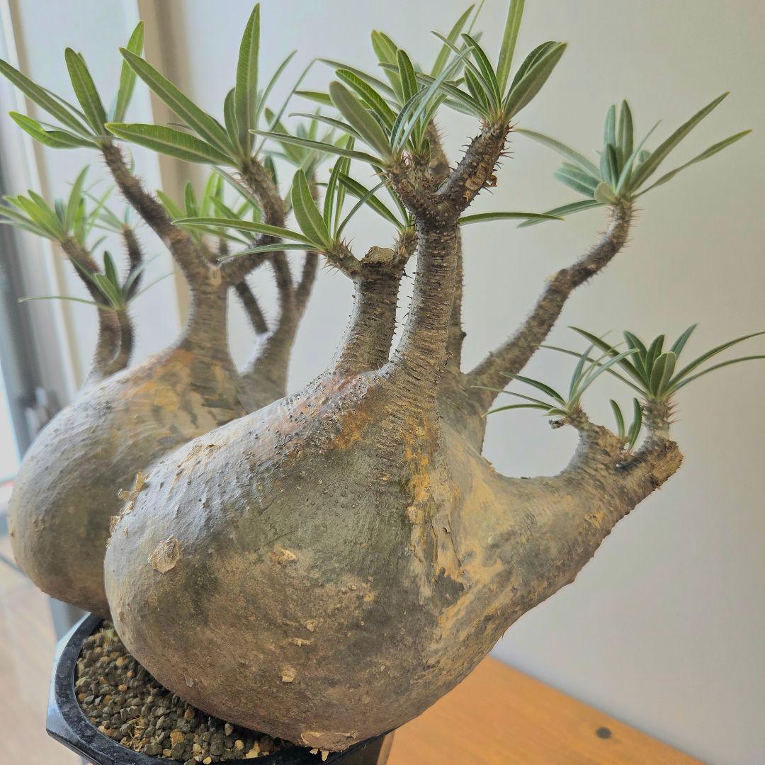 や*や様 【最終値下げ】パキポディウム　グラキリス　現地球　二頭　　大株