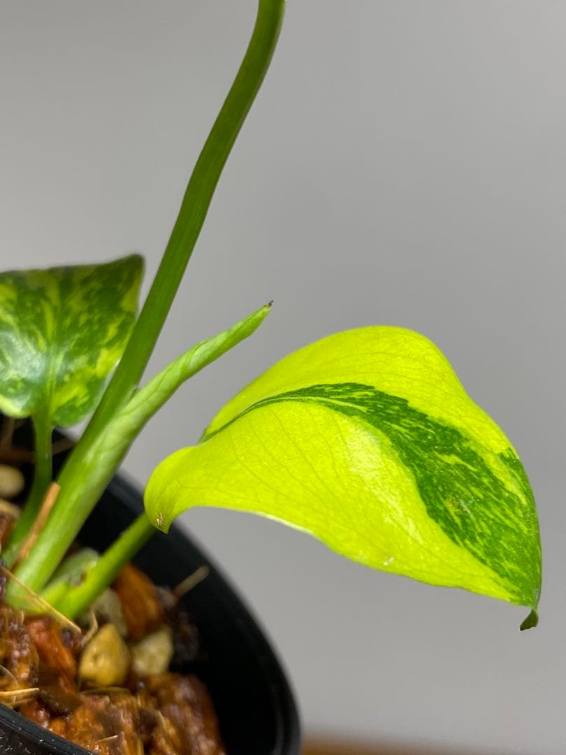 専用画面　【超美株✨超希少‼️】モンステラ　エレクトロライト　斑入り　メルカリ便