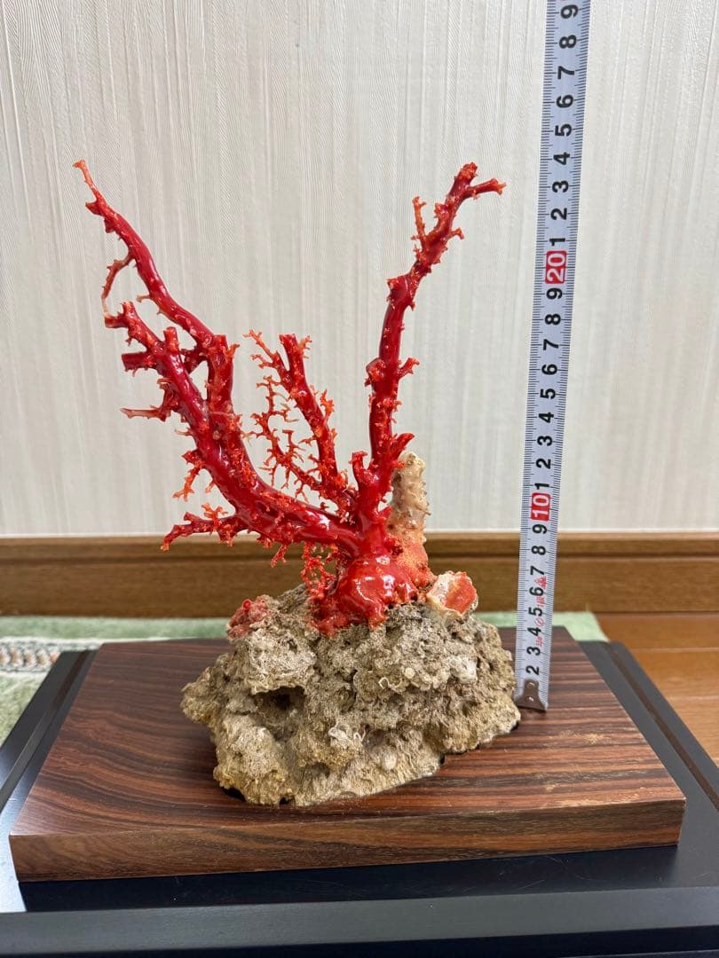 希少！＊血珊瑚＊天然 原木 サンゴ オブジェ 置物