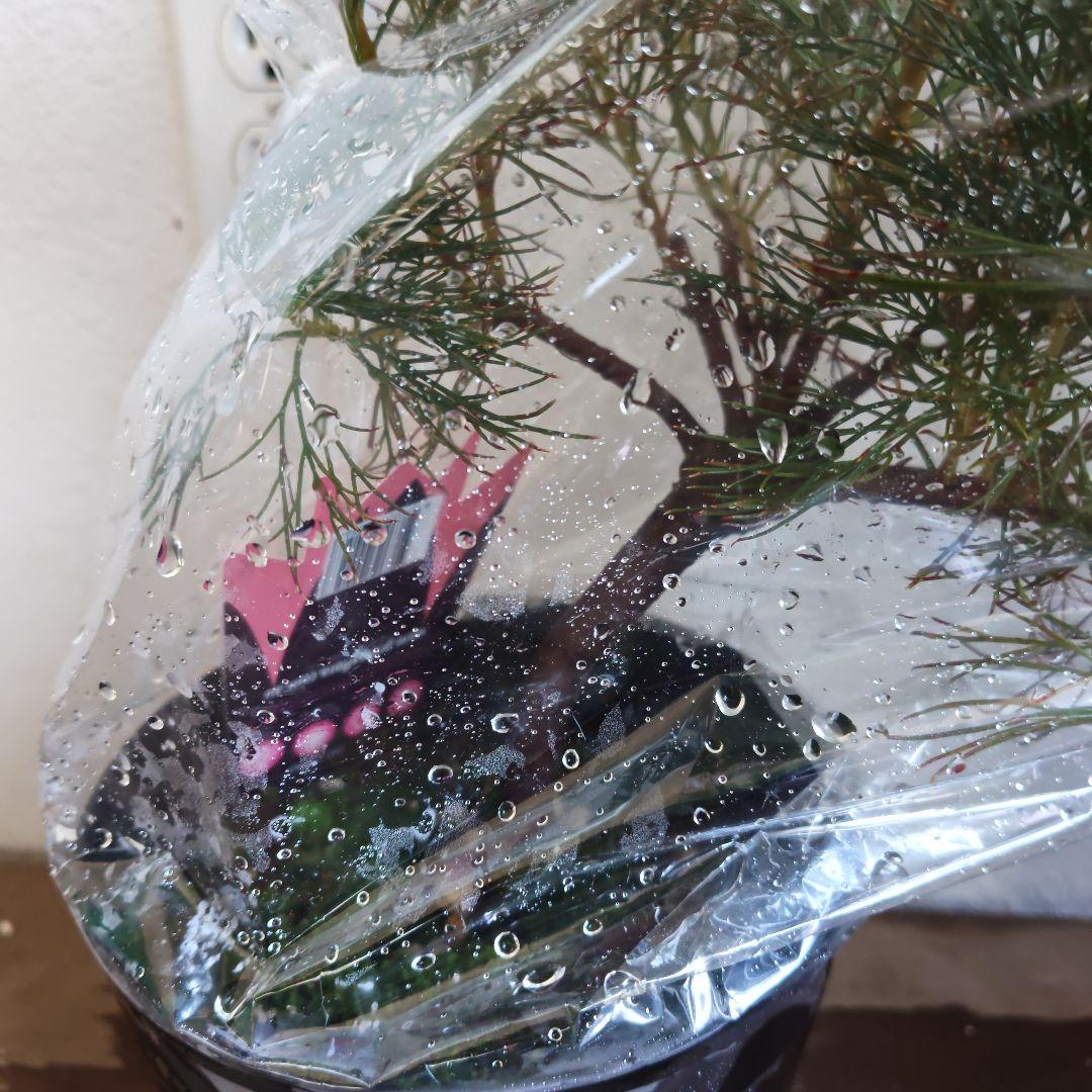 セルリア　セット