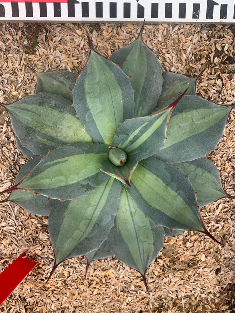 アガベ　パリー　吉祥天錦