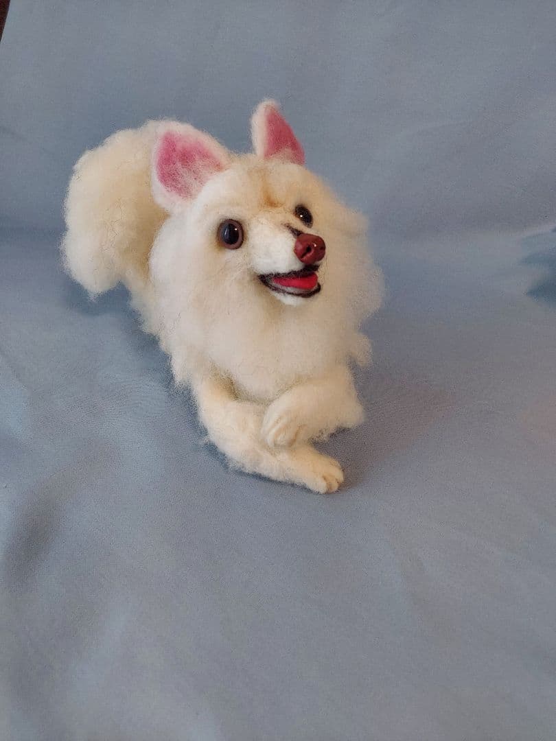 ポメラニアン。白