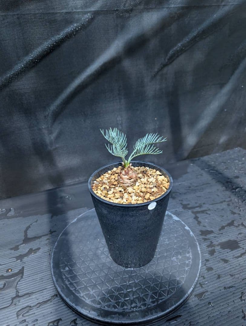 ベストセレクション ５ サイカス カイルンシアナ スーパーブルードワーフ