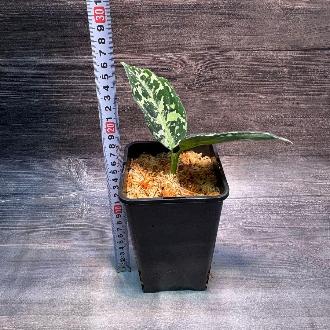 アグラオネマ　ピクタム(MB-2022/AJML/NXG01) 小