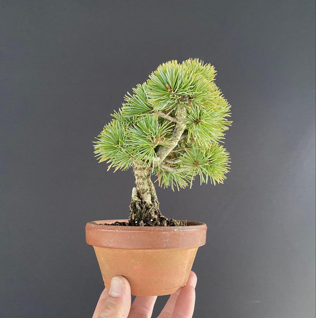 白木盆栽園　樹齢18年　実生　五葉松樹高15センチ　盆栽黒松赤松観葉植物ミニ盆栽
