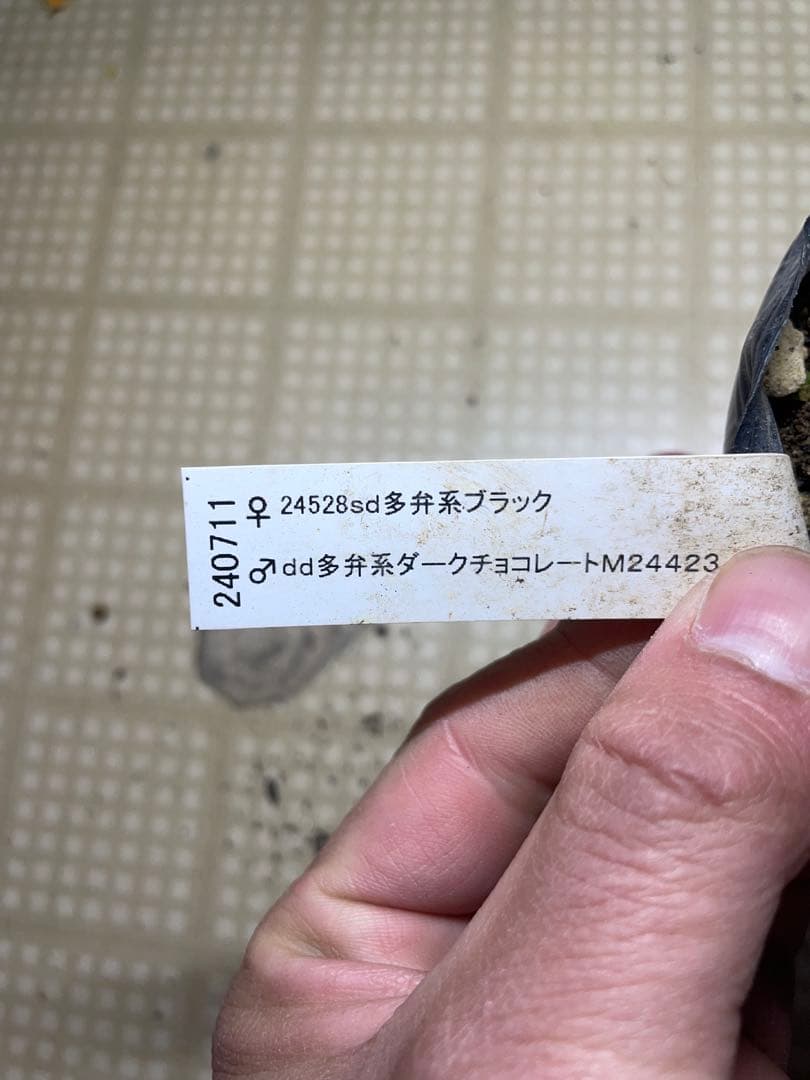 加藤農園 アンティークアフロディーテ クリスマスローズ