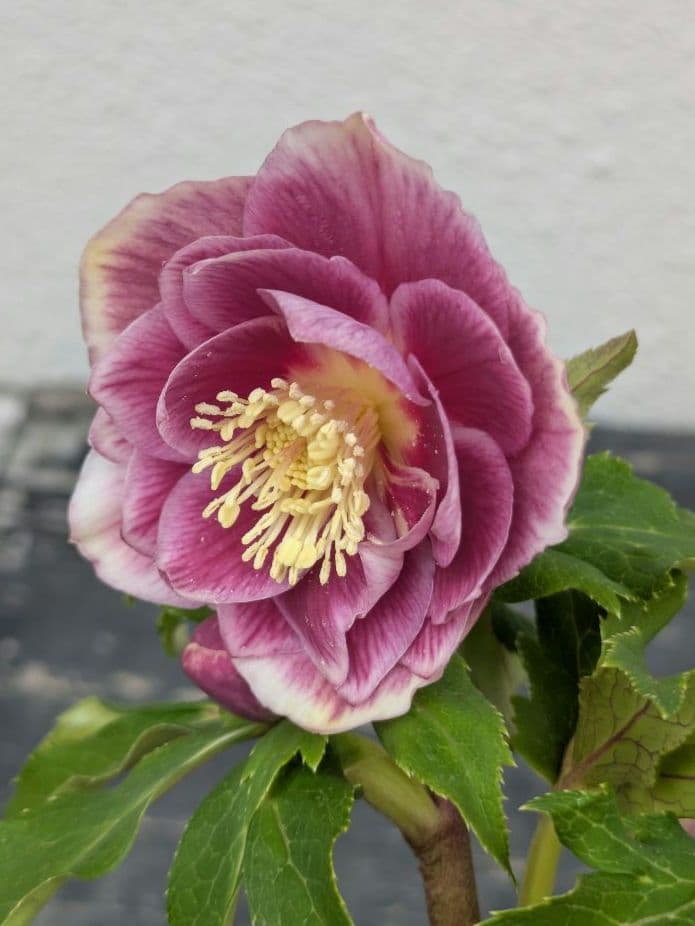 広瀬園芸 クリスマスローズ ソレイユdd 優美なグラデーション発色