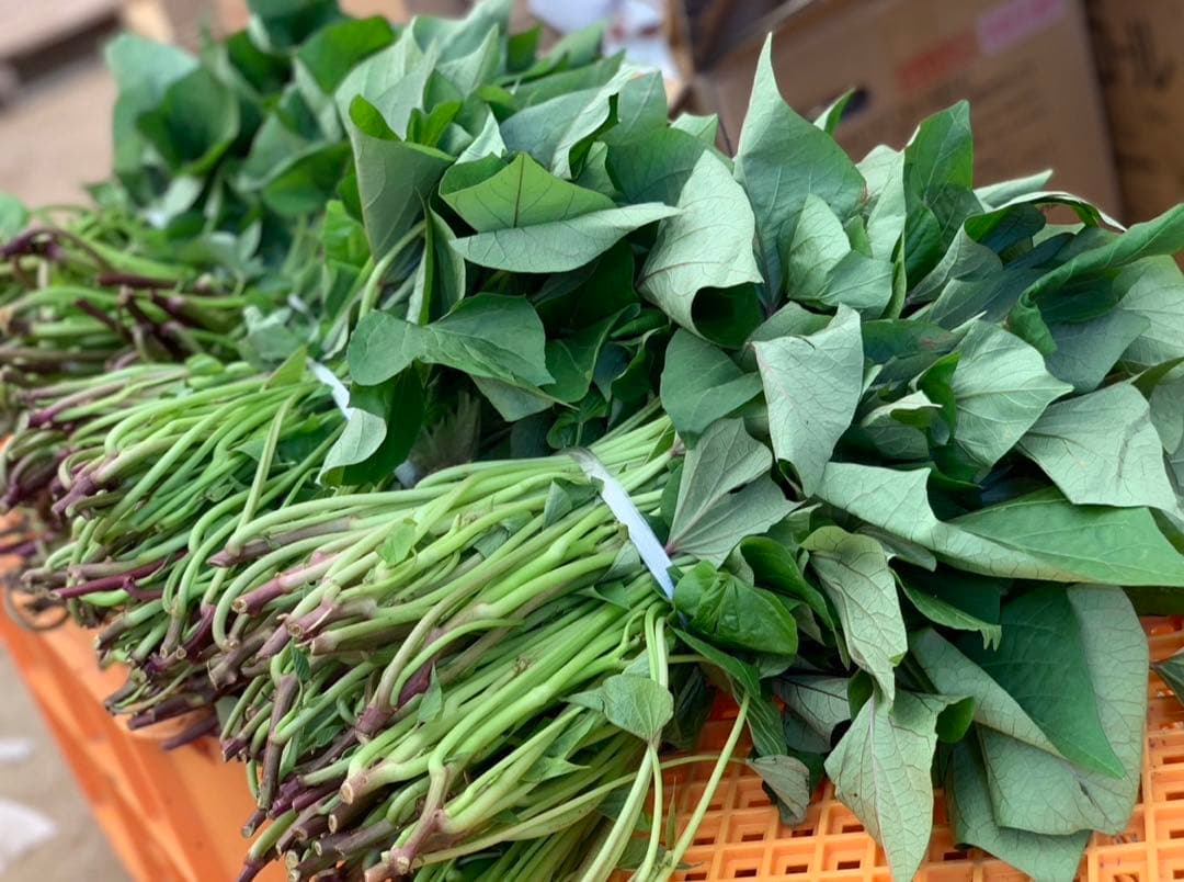 【予約受付中】紅はるか苗☆ウイルスフリー 2,000本 4月上旬から発送開始