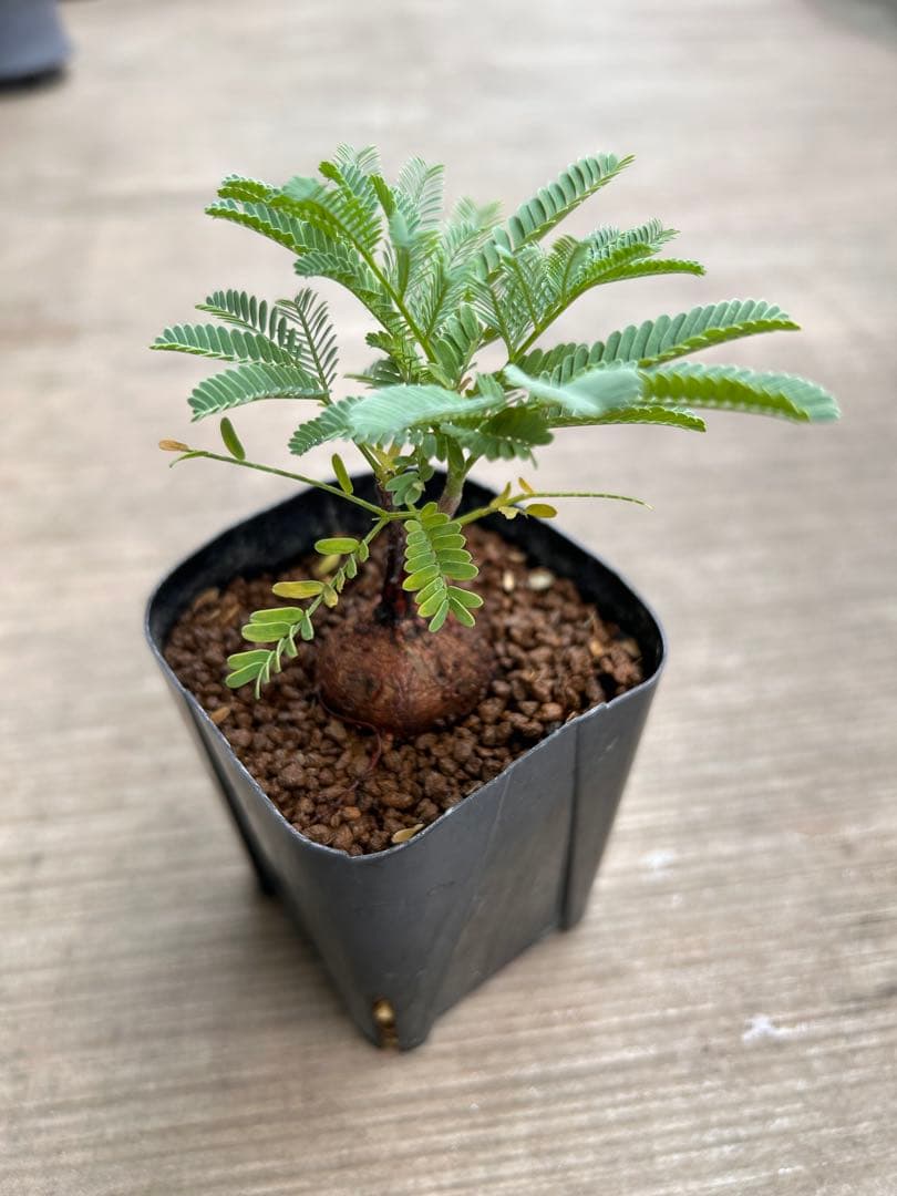 エレファントリザ・プラエテルミサ（実生）