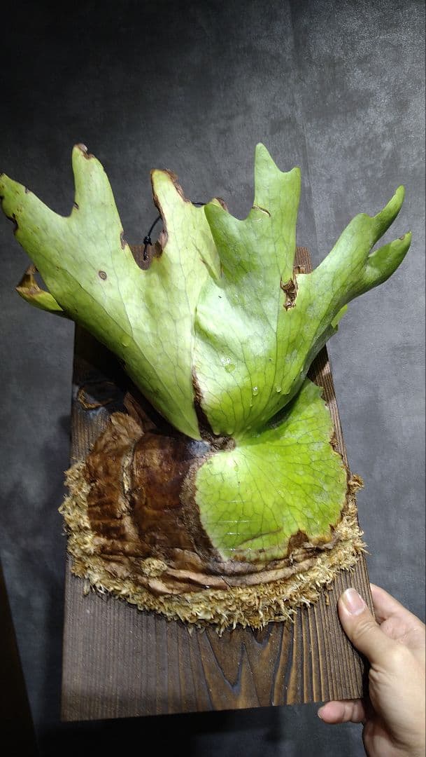 P.holttumii WILD from Hat Yai ホルタミー