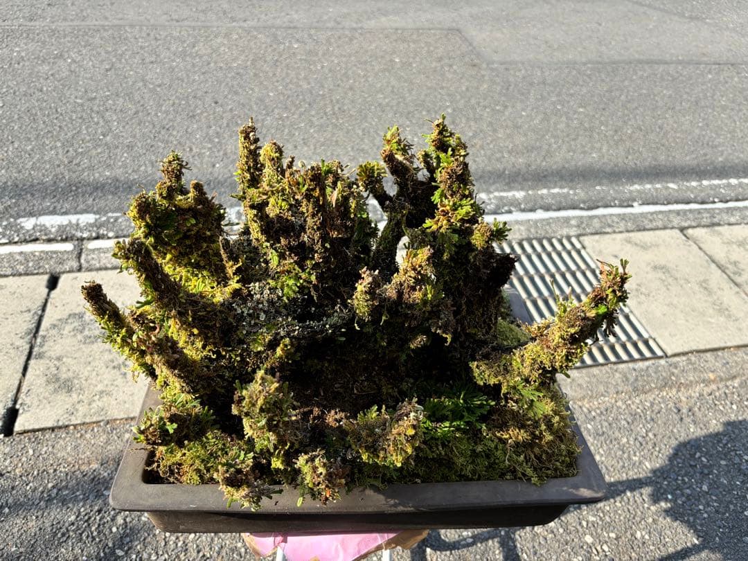 NO １０ イワヒバ(岩松) 物凄い幹の 数 30年物 投売り