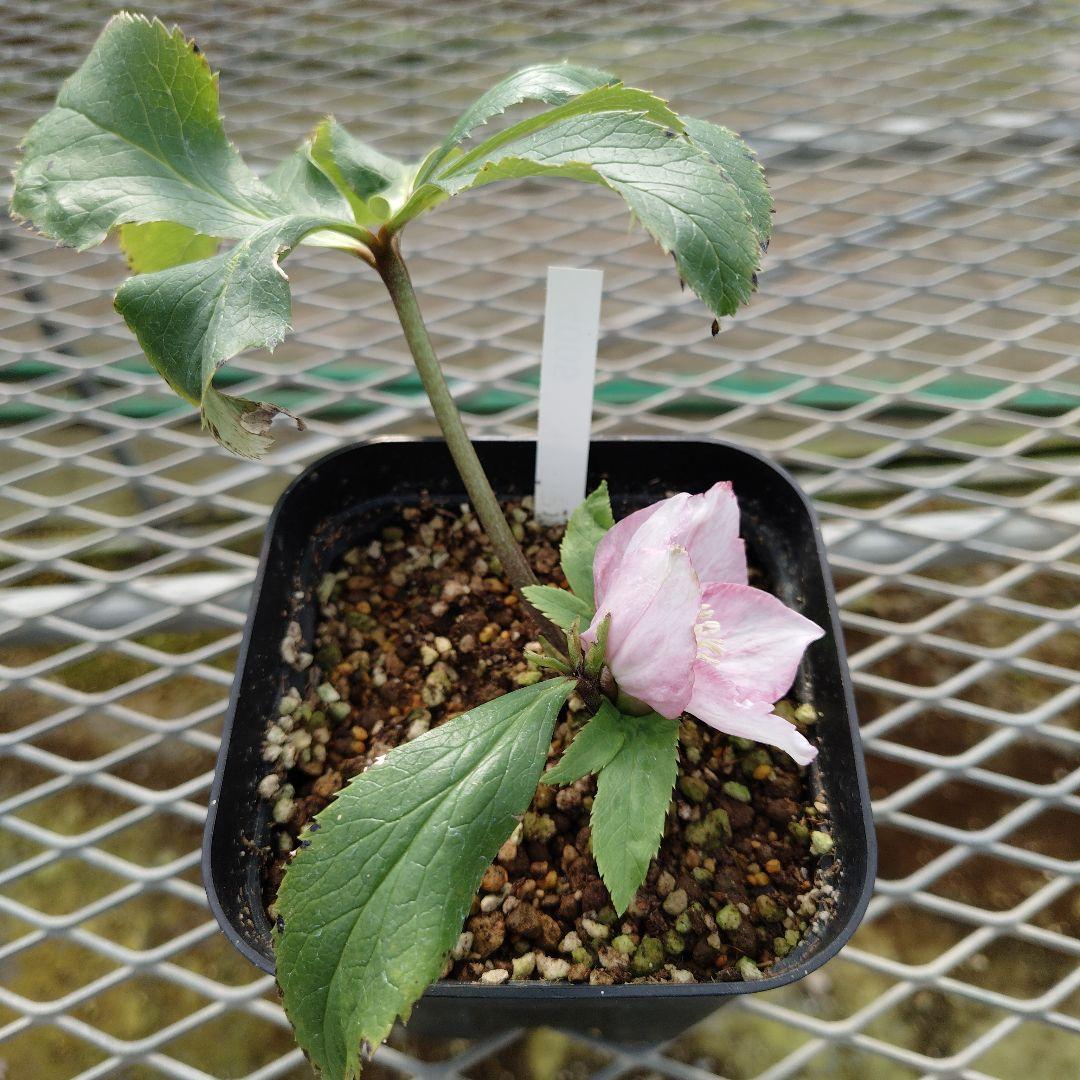 ま*い様 クリスマスローズ　チベタヌス交配