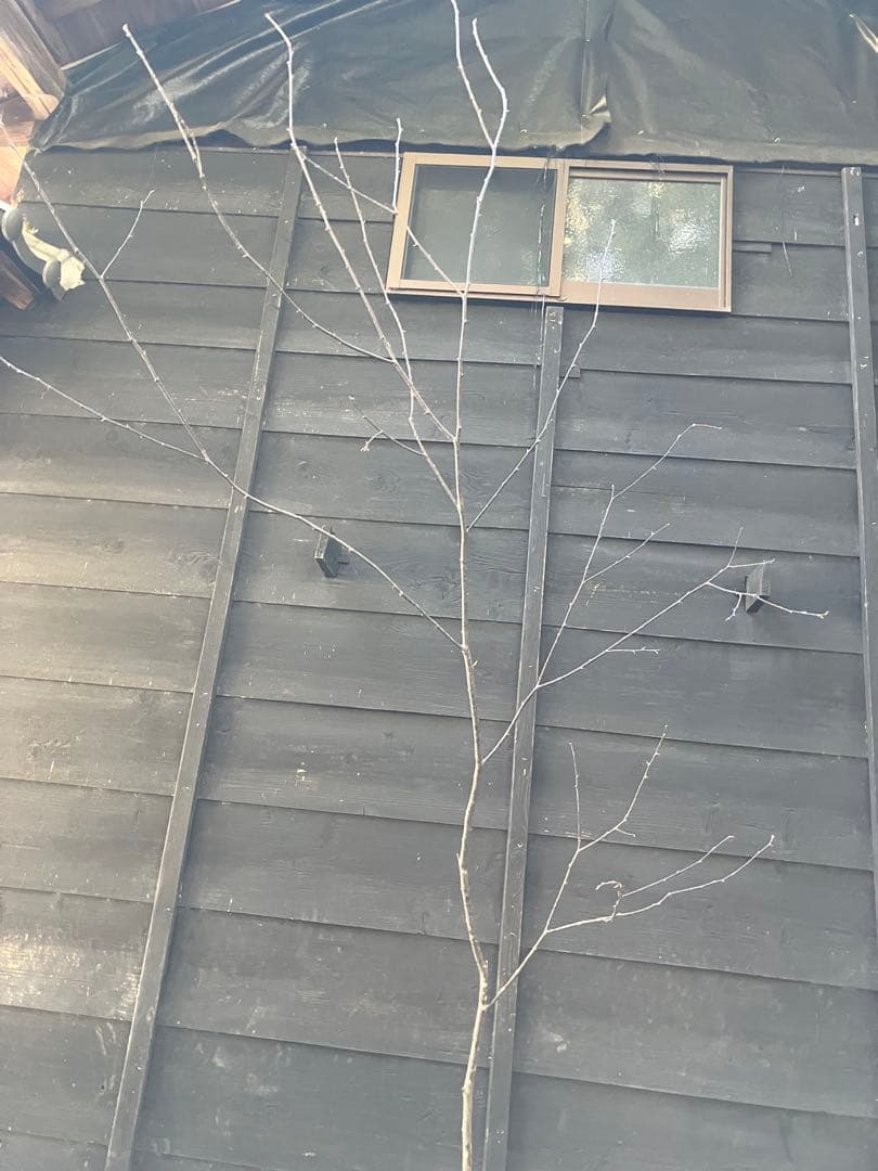 40 山採り　ウワミズザクラ