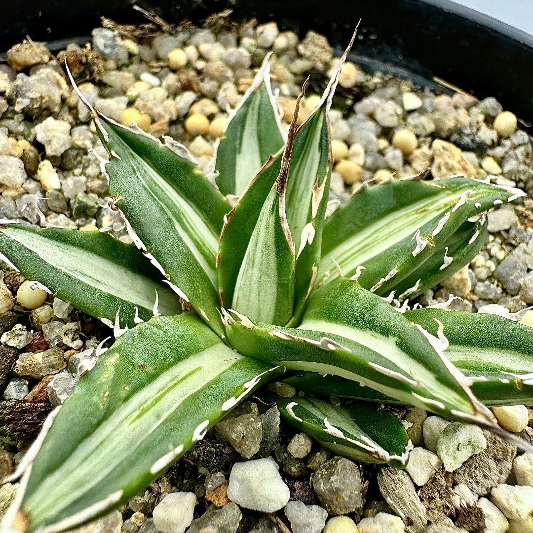 O40 多肉植物アガベ　ホリダ horrida  特殊錦 希少錦 鮮明錦 黄中斑