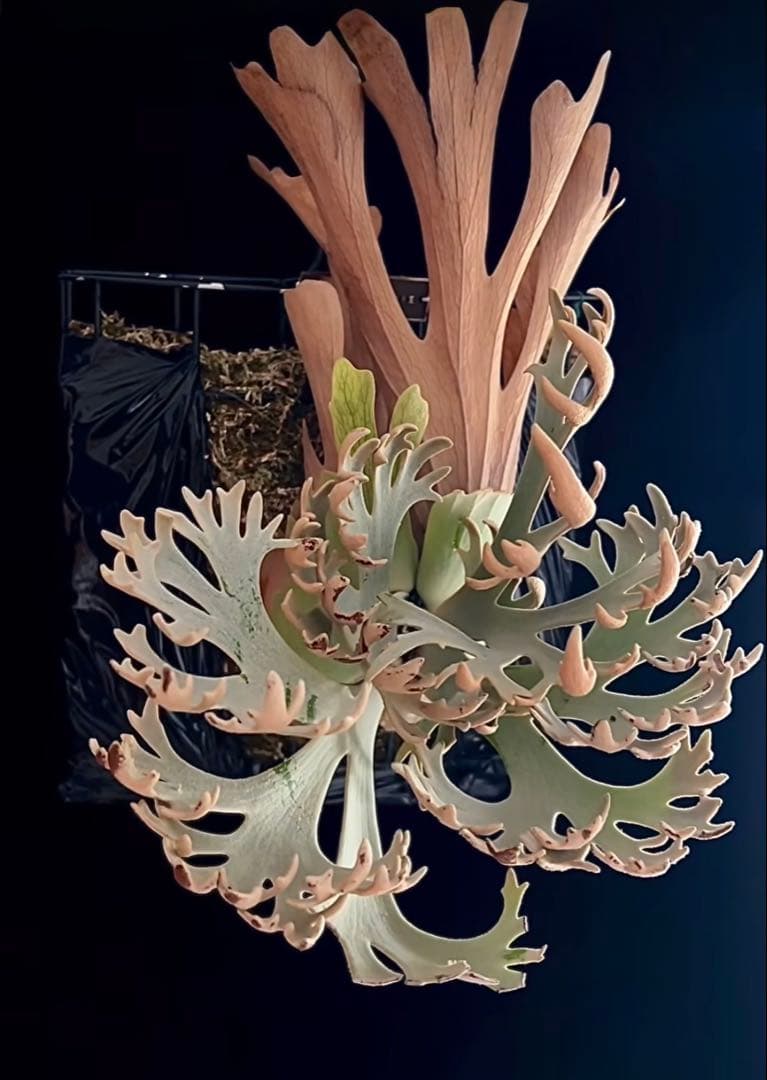 た*し様 ビカクシダ Willinckii ‘Jenny’ #1 OC ジェニー