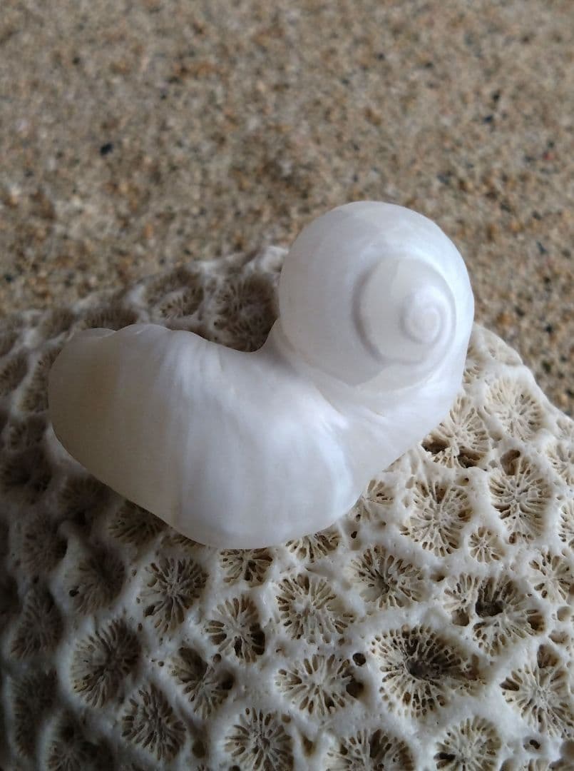 【希少】優美なお姿☆ ケオン パワーストーン 原石 イシカブラ 貝殻 標本 巻貝