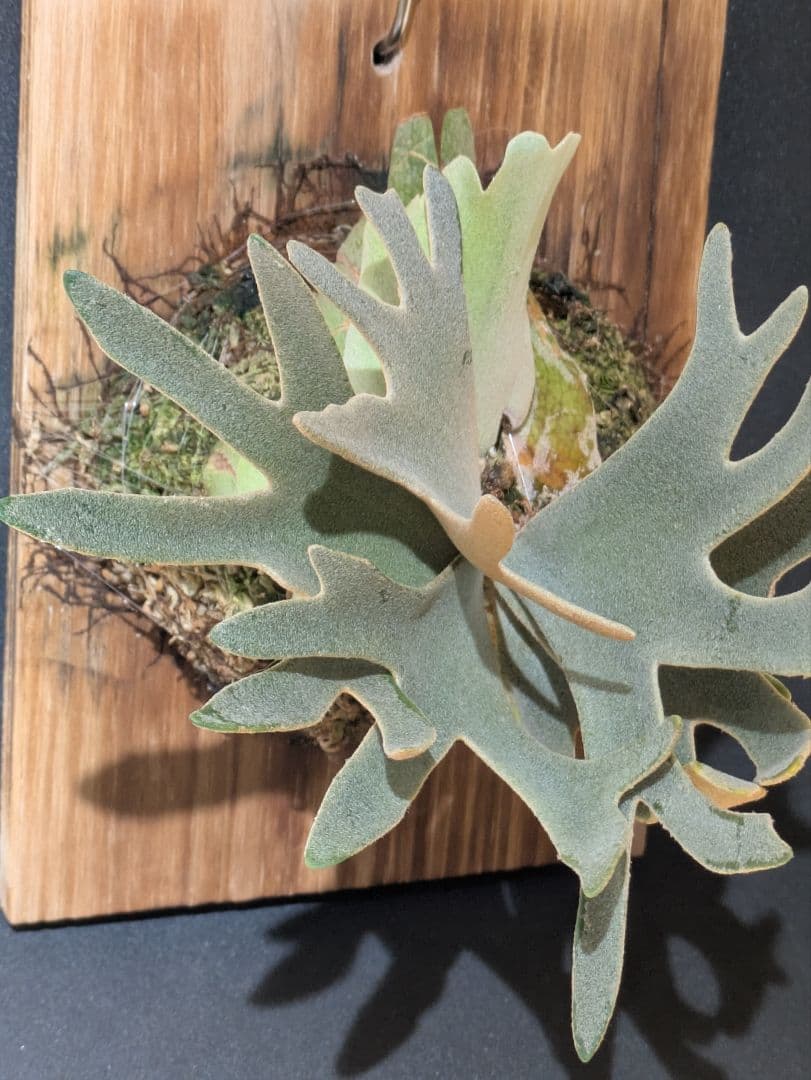 ビカクシダ P.willinckii\"Nano\" OC