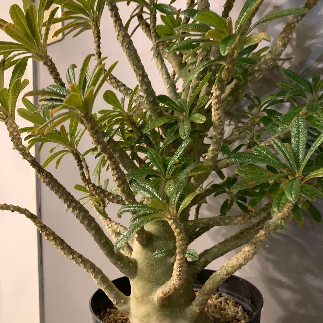 ドルステニア ギガス