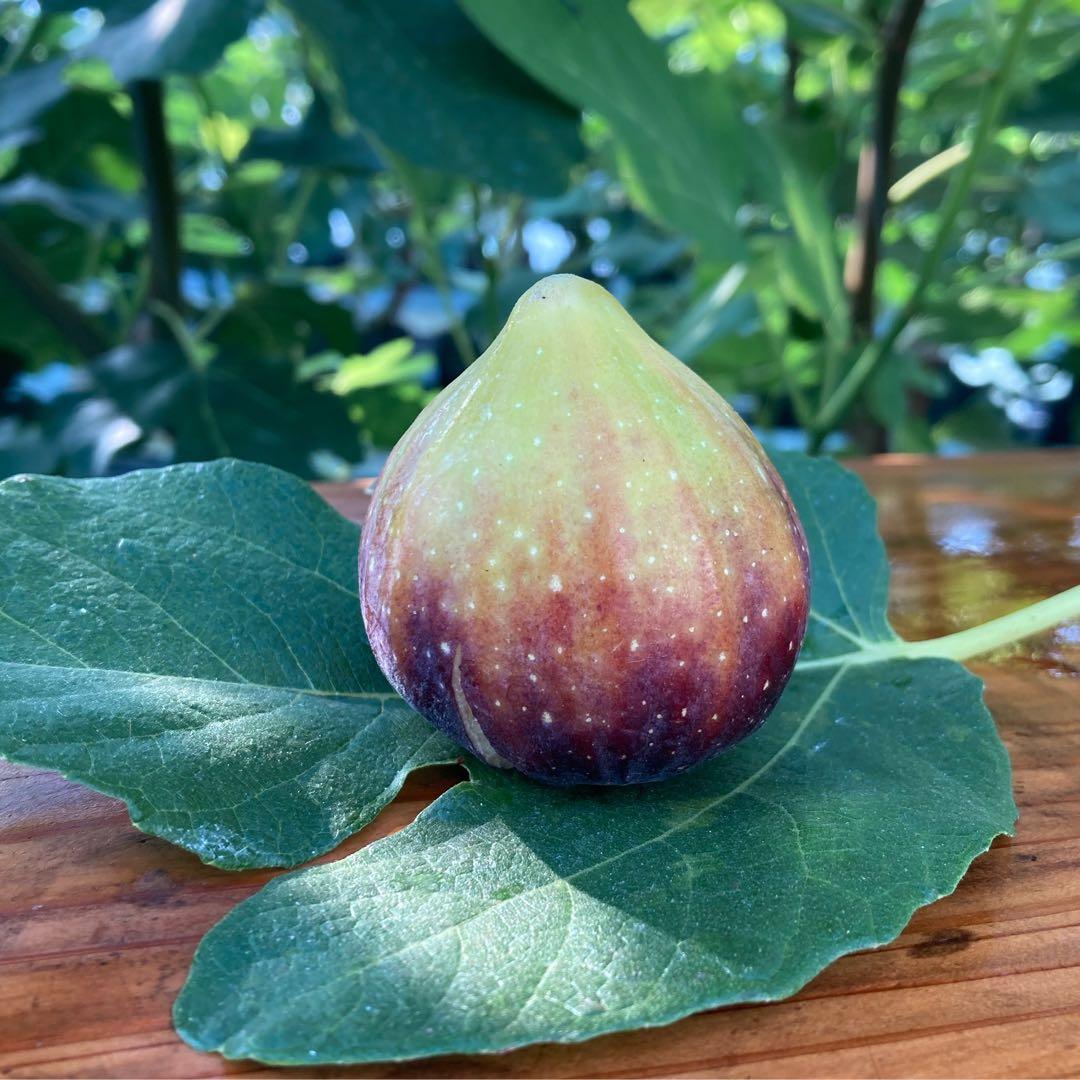 問い合わせ専用ページ