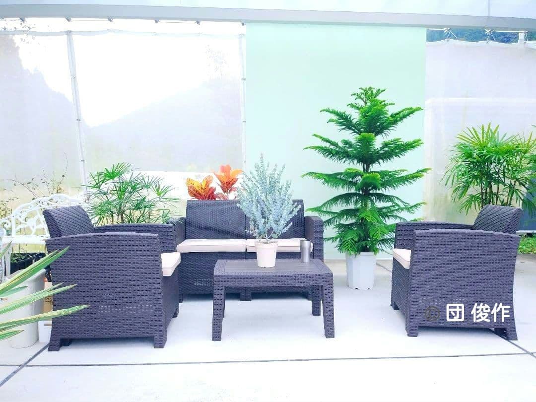 アロカリア シマナンヨウスギ苗木 シマ南洋杉 南洋杉 大型170❗ 2株仕立て