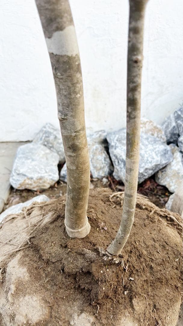 美斑紋。美形 山採りアオダモ3.6M(鉢底から)品番B