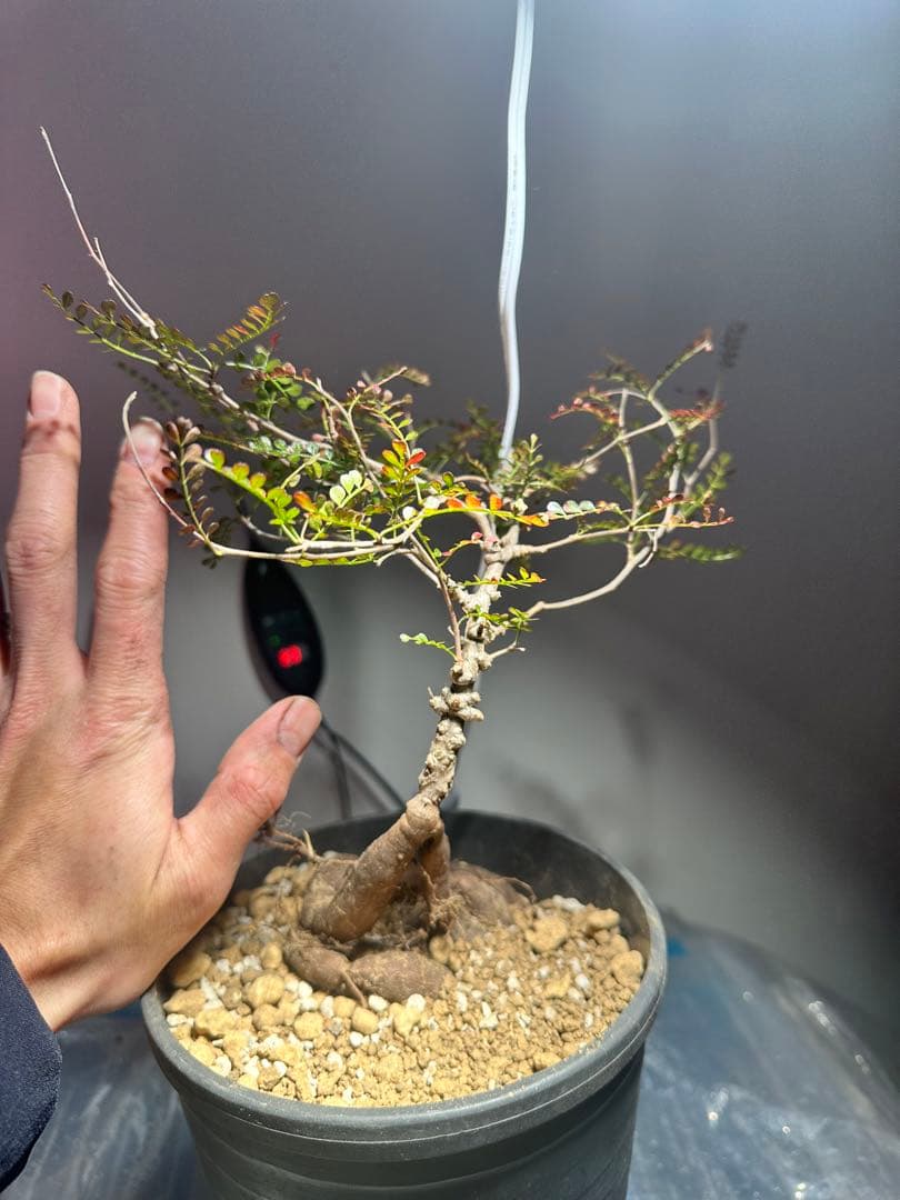 【5年株】【タンク8以上】パキプス