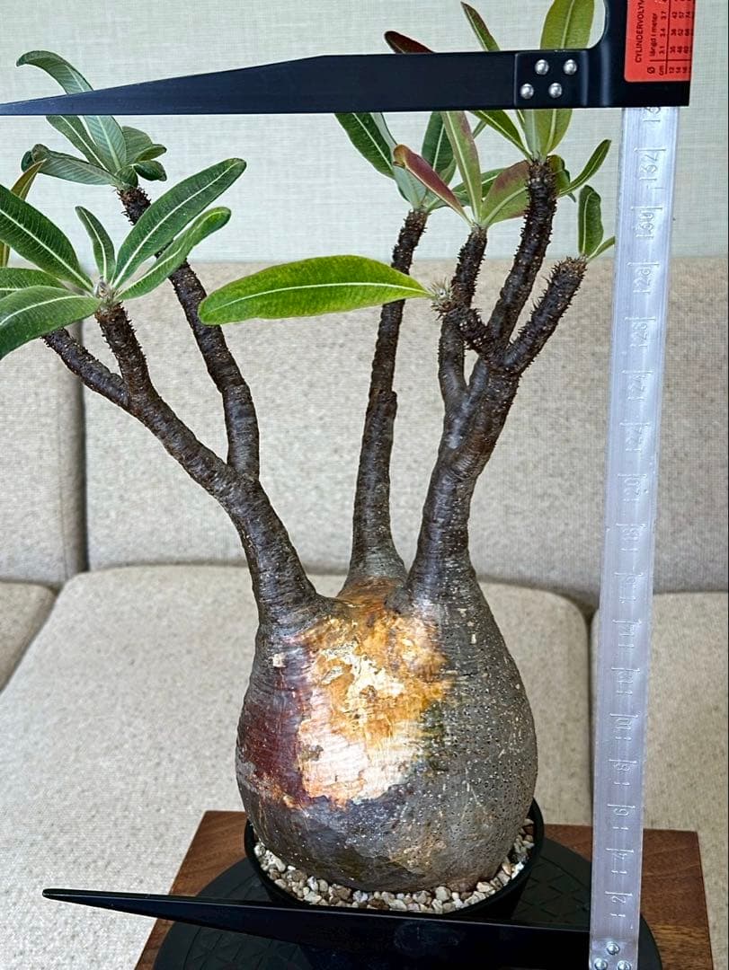 パキポディウム グラキリス 現地株 大株 王道形