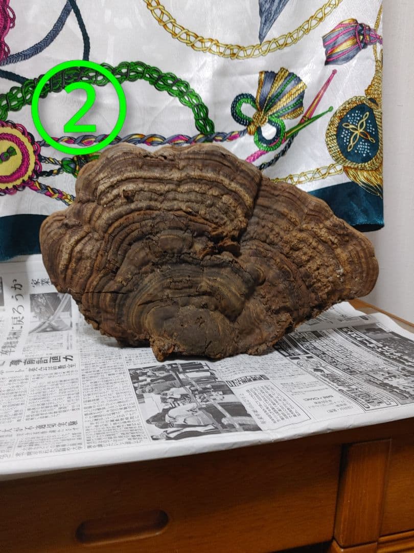 サルノコシカケ　天然物　大きいです。３個まとめて　漢方　インテリア