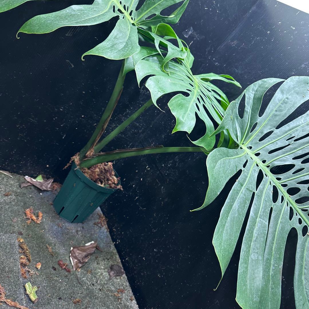 ハ*ル様 モンステラデリシオーサマクロコズム超希少系統鉢植え79㎝