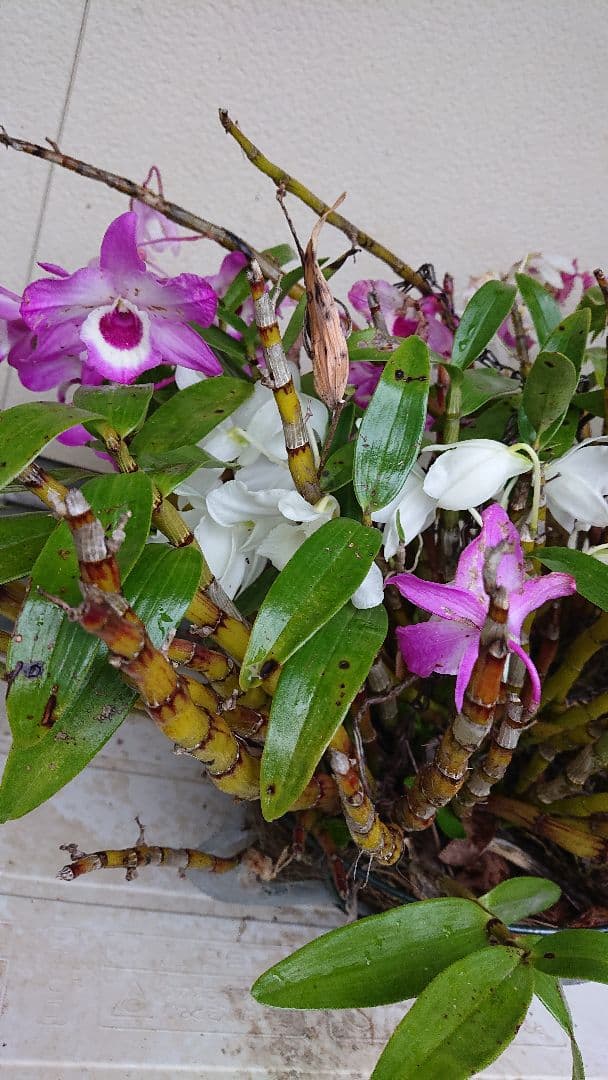 Courgettesauteさま・ご確認用