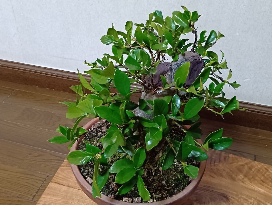 ‼️クチナシ盆栽‼️極太‼️値下げ