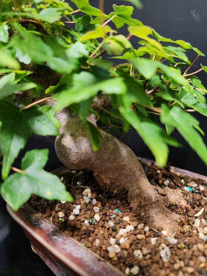 【写真追加】楓 かえで カエデ 楓盆栽 かえで盆栽 小品盆栽 紅葉