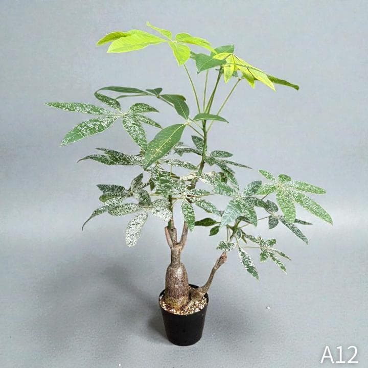 パキラ｜ミルキーウェイ × ムーンライト｜四箇所接木｜無機質用土 ｜A12