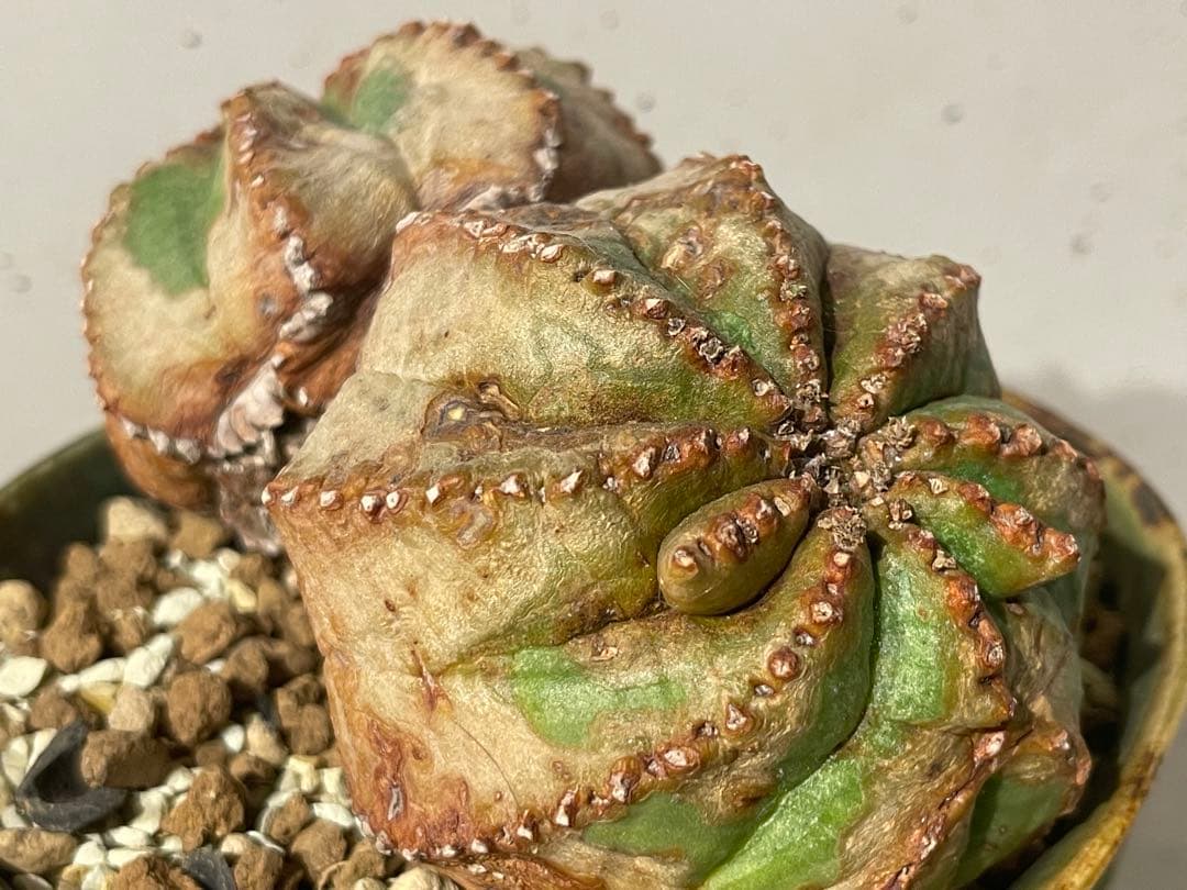 ■ユーフォルビア オベサ モンスト 綴化 11.5cm/ダブルヘッド■極上木化株