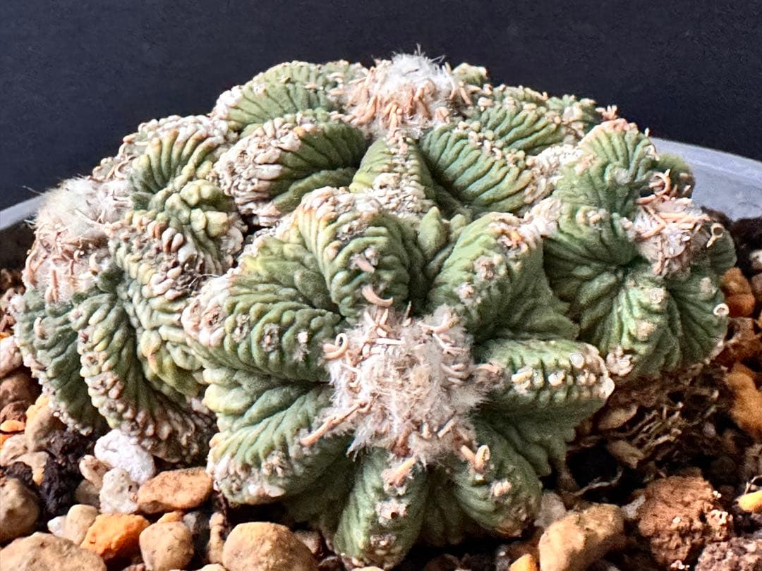 サボテン アズテキウム 花籠 希少種 抜き苗　産地株　リッテリ