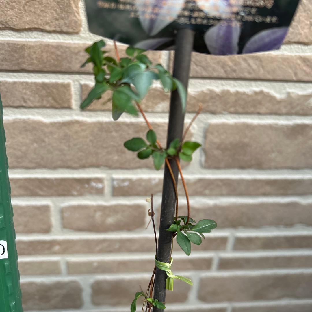 希少 クレマチス 風の方位 2023年新品種 バイカラー