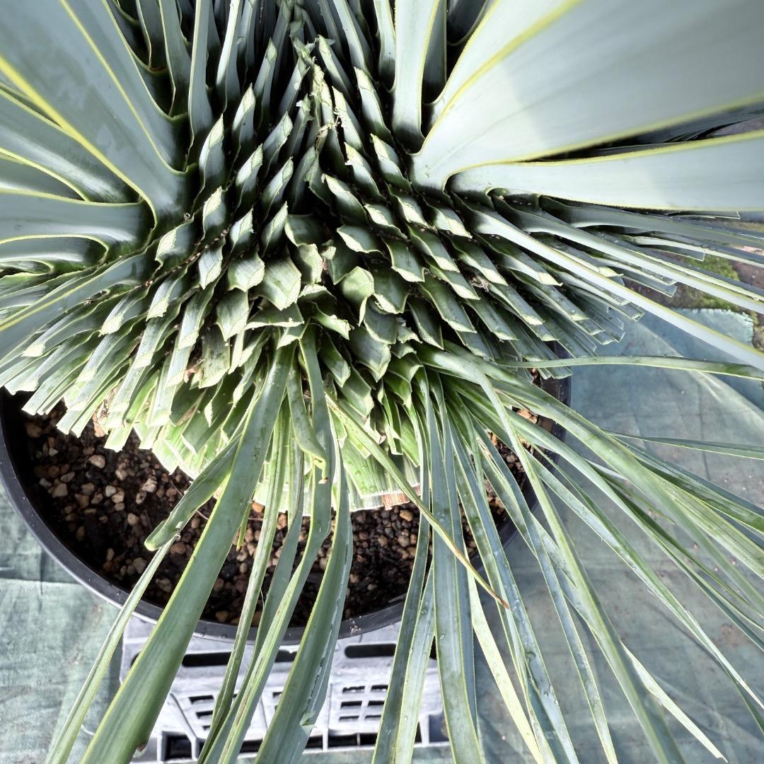 ピ*ん様 【AL1113】ユッカ　ロストラータ　超希少　頂上分頭　４ヘッド個体