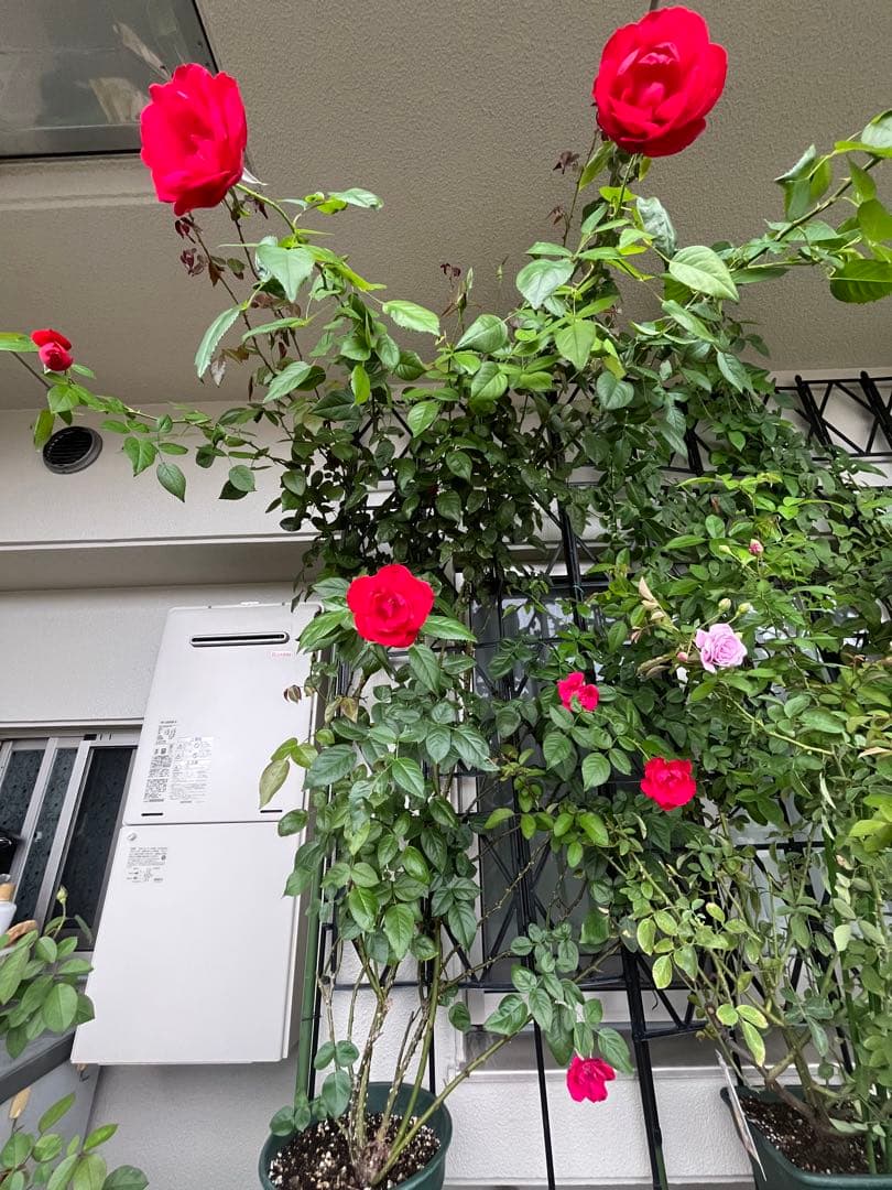 ダブリンベイ つるばら 大苗 大型《10号鉢・ゆうパック》ロゼアポットの鉢付き