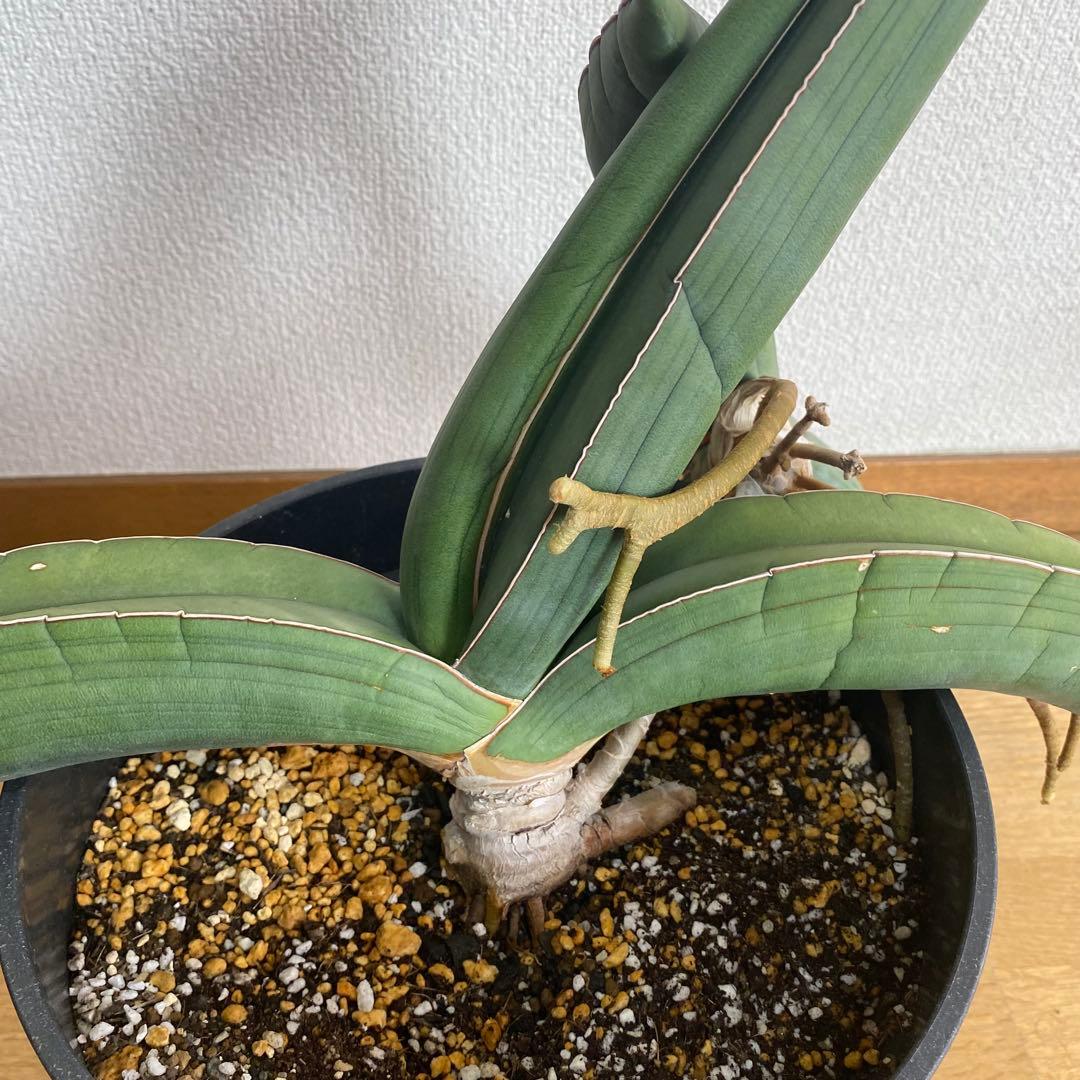 サンスベリア エーレンベルギー バナナ S.Banana